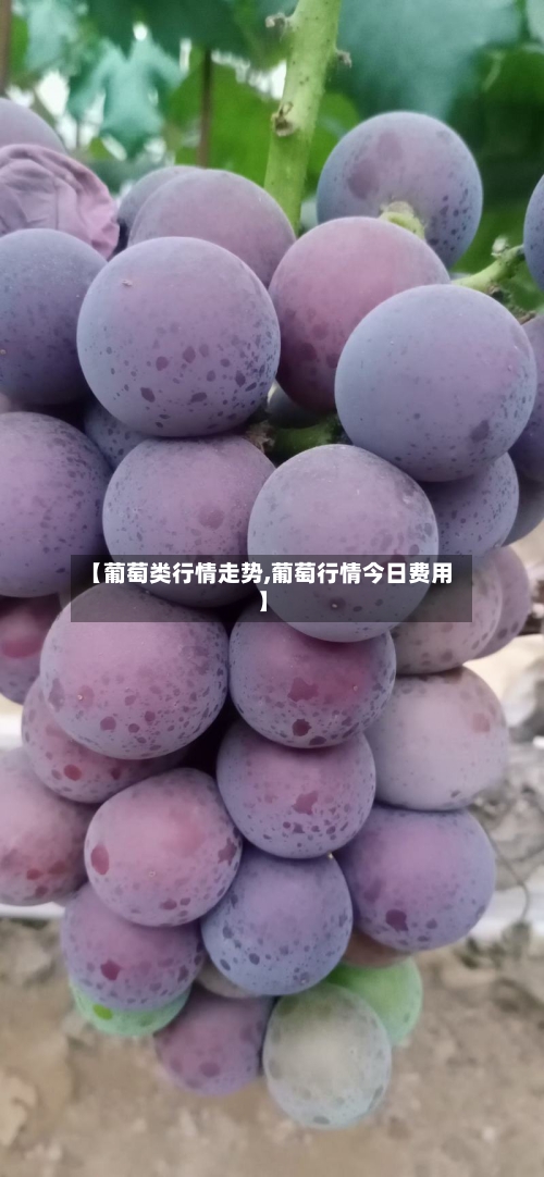 【葡萄类行情走势,葡萄行情今日费用】