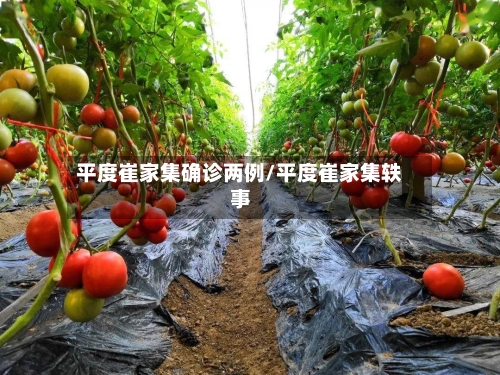 平度崔家集确诊两例/平度崔家集轶事