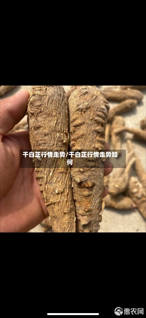 干白芷行情走势/干白芷行情走势如何-第3张图片