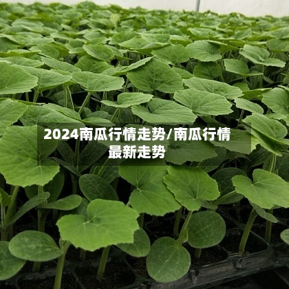 2024南瓜行情走势/南瓜行情最新走势-第3张图片