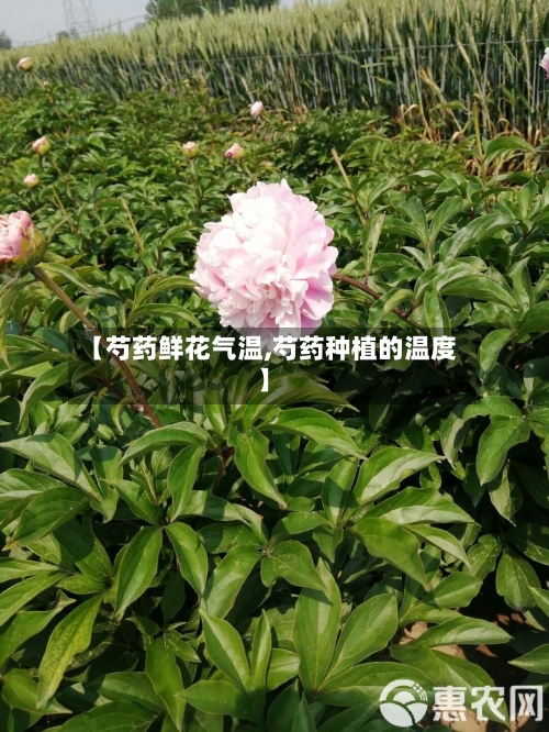 【芍药鲜花气温,芍药种植的温度】