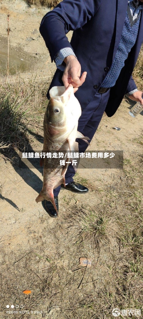 鲢鳙鱼行情走势/鲢鳙市场费用多少钱一斤