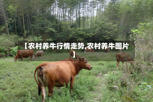 【农村养牛行情走势,农村养牛图片】