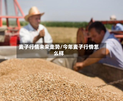 麦子行情未来走势/今年麦子行情怎么样-第2张图片