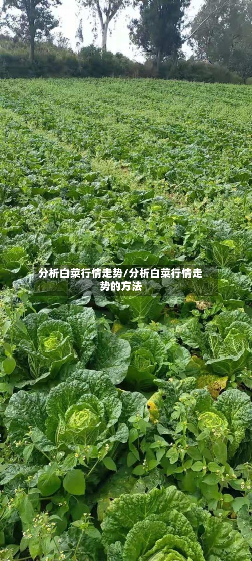 分析白菜行情走势/分析白菜行情走势的方法