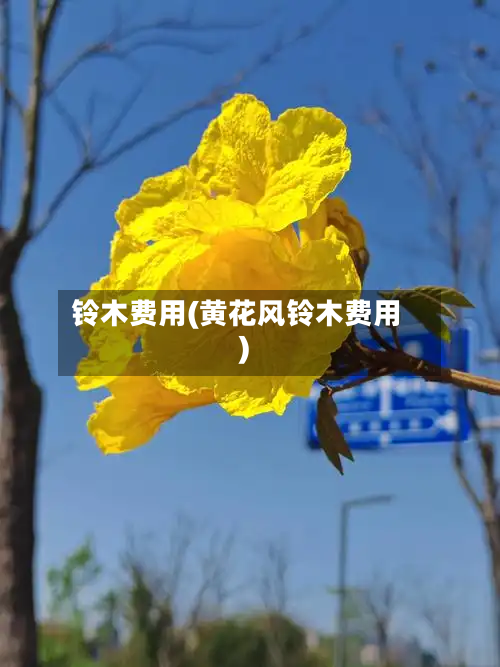 铃木费用(黄花风铃木费用)